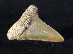 Carcharodon hastalis (AGASSIZ 1838) - Bild © FossNet FossilienStore